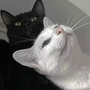 成人动漫日本一区二区三区
